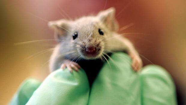 MOUSE RANCHING
