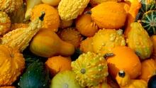 Harvest Gourds