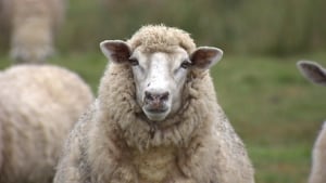 Sheep