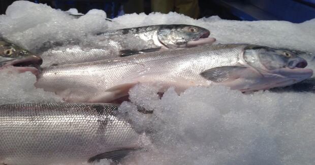Sockeye Secrets 1