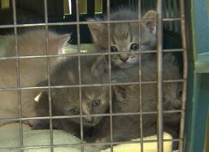 Kittens trapped by VOKRA volunteer in Surrey - Aug. 2014