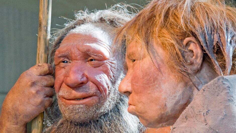 Neanderthal reconstructions from the American Museum of Natural History