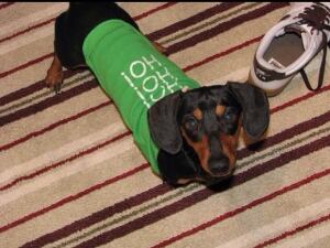 wdr-kijiji-dog