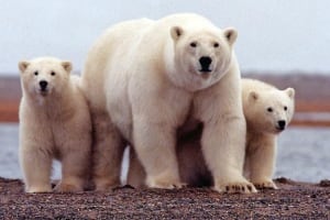 OIL-ARCTIC/WWF