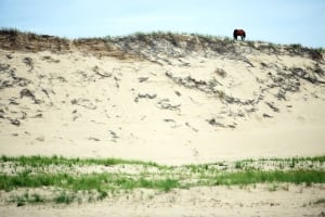 Sable Island horse on dune