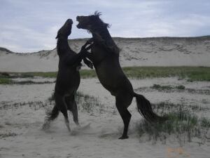 Sable Island horses