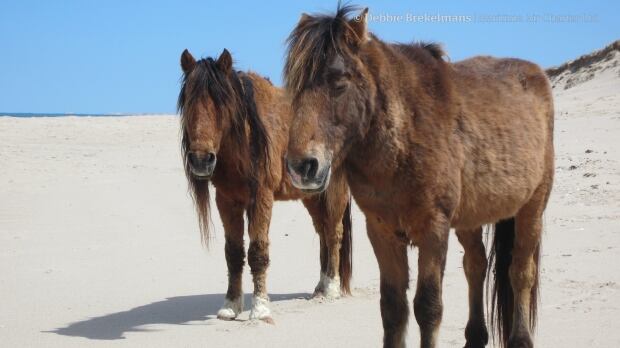 Sable Island wild horses