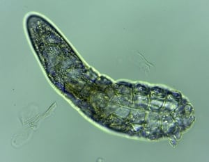 Demodex folliculorum face mite