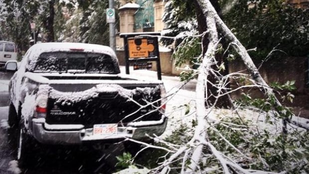 A fallen branch nearly hit this pickup truck in Calgary. The snow has been causing some major damage and power outages.