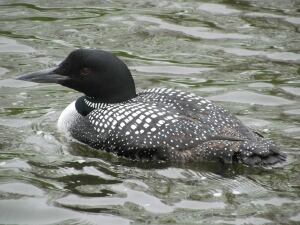 Common loon climate change