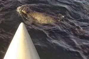 Rower Charles Hedrich meets a seal