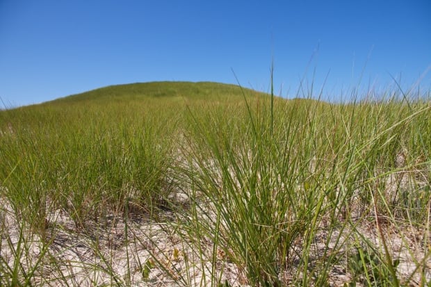 Sable Island marram grass