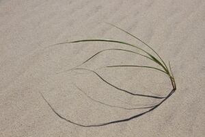 Marram grass on Sable Island singular