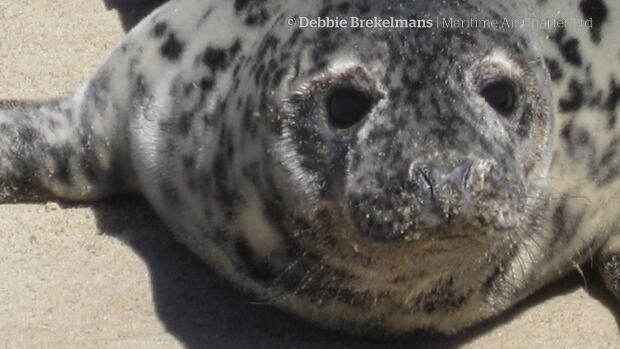 Grey seal on Sable Island