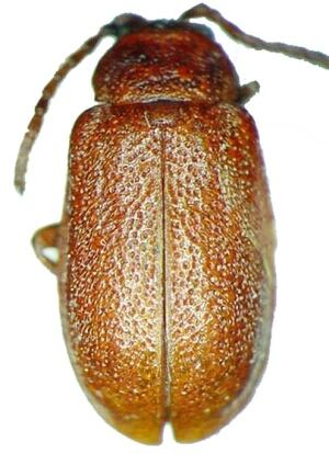 Trichlochmaea sablensis on Sable Island