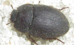 Ephalus latimanus darkling beetle Sable Island