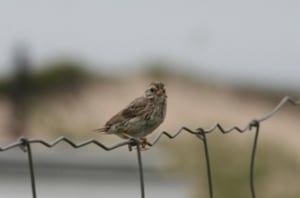 Ipswich sparrow on Sable Island