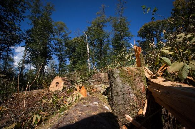 Trans Mountain Burnaby Moutain tree removal - Sept. 10, 2014