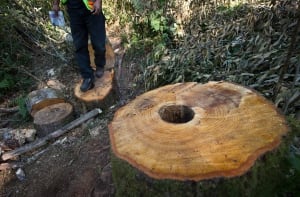 Trans Mountain pipelins survey work - Burnaby Mountain