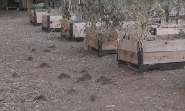 Rats overrun community garden in Vancouver