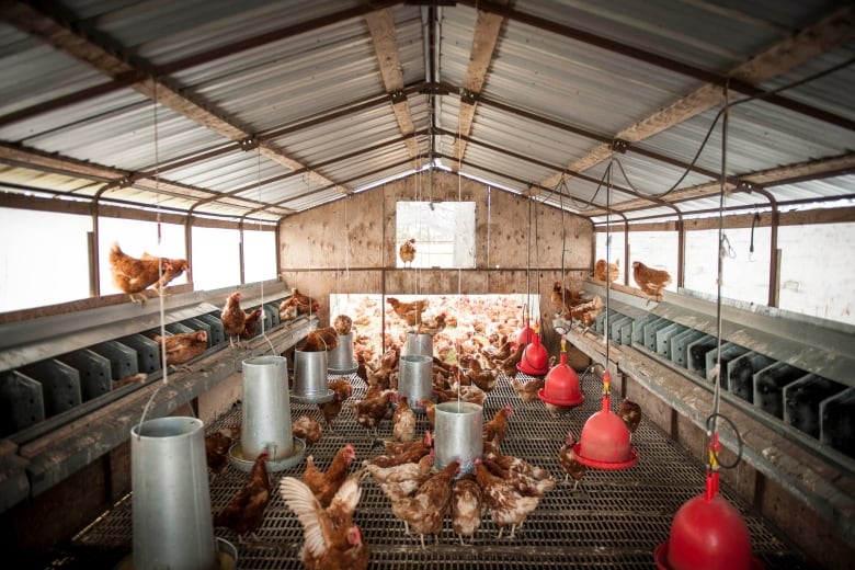 Free-Range Eggs: Embracing new standards - Canadian Poultry