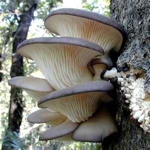Mushrooms