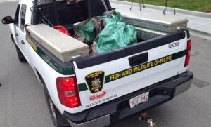 cougar in truck