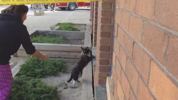 Cat escapes from hotel