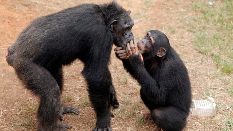 Why chimps kill other chimps — U.S. study uncovers main reason | CBC News