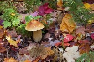 Porcini mushroom in Algonquin Park Ontario