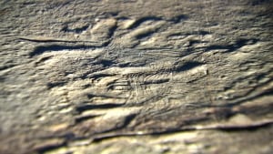 Haootia Quadriformis fossil discovery in Port Union