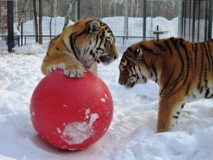 Samkha and Vasili tigers Winnipeg zoo