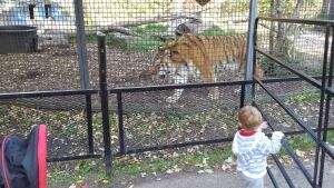 Baikal tiger Winnipeg