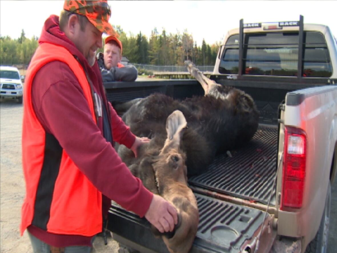 Record number of moose killed as season grows by two days CBC News
