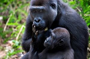 Gorillas