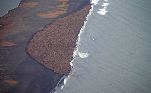 Pacific Walrus