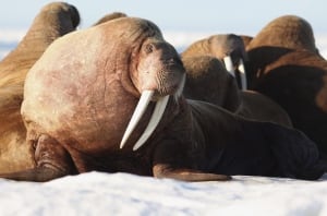 Pacific Walrus
