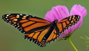 Monarch butterfly