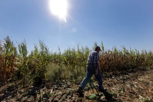 Food and Farm - Farm Defense