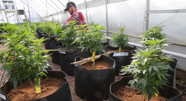Medical Marijuana