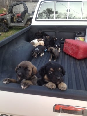 Puppies found in field near Glaslyn