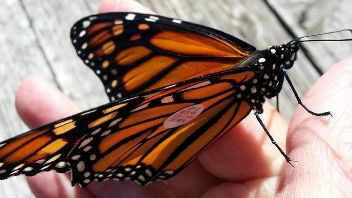 Monarch documentary Butterfly Trees filmed at Point Pelee Windsor