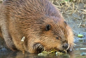 Fish Creek Beaver