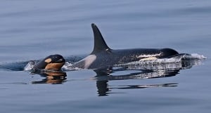 Orca calf L120 presumed dead