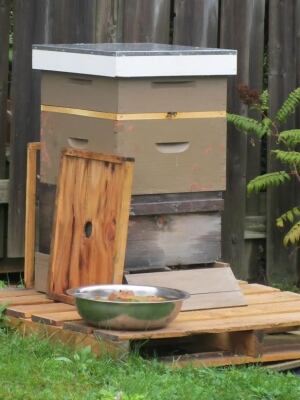 Melissa Krone backyard beehive