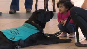 kid meets dog