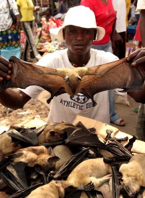 Fruit bat Congo
