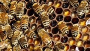 bees