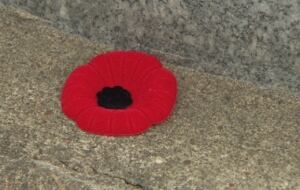 poppy