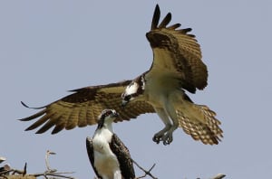 Breeding Bird Atlas Osprey